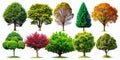 Download Stunning Nature Tree Shape Cutouts Premium PNG Images for Design Illustration and Graphic Projects Royalty Free Stock Photo