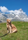 Unleashed dog and mountains