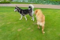 Unleashed golden retriever and husky dog playing at the park