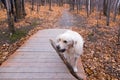 Unleashed golden retriever walking proudly with large branch in its mouth