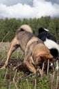 Unleashed Instincts: Hunting Dog Unearthing Treasures in the Field