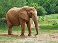 African Red Elephant at Asheboro Zoo
