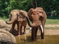 African Red Elephants at Asheboro Zoo