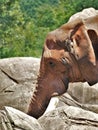 African Red Elephant at Asheboro Zoo