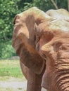 African Red Elephant at Asheboro Zoo