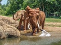 African Red Elephants at Asheboro Zoo Spraying Water to Cool Off
