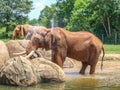 African Red Elephants at Asheboro Zoo Spraying Water to Cool Off