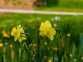 Two yellow daffodils turned towards the sun Royalty Free Stock Photo