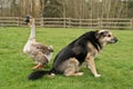 An Unlikely Friendship between a German Shephard Dog and a Chinese Goose at a Wildlife Rescue