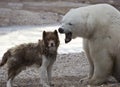 Unlikely pair. Canadian Eskimo Dog and Polar Bear