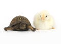 Unlikely pair - turtle and baby chicks