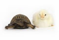 Unlikely pair - turtle and baby chicks