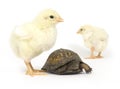 Unlikely pair - turtle and baby chicks