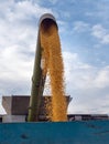 Unloading corn grain from the combine into a trailer