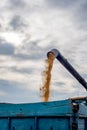 Unloading corn grain from the combine into a trailer after harvesting against the background