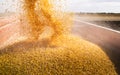 Unloading corn maize seeds Royalty Free Stock Photo