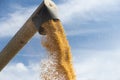 Unloading corn maize seeds