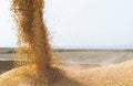 Unloading corn maize seeds