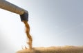 Unloading corn maize seeds