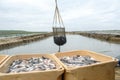 Unloading freshly caught fish with a transport basket