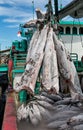 Frozen bodies of tuna during unloading of a ship in the harbour of Benoa, Bali, Indonesia Royalty Free Stock Photo