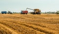 Unloading grains into truck by unloading auger. Combine harvesters cuts and threshes ripe wheat grain. Wheat harvesting Royalty Free Stock Photo