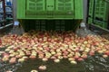 Unloading Heap of Harvested Fresh Apples into Water Tank in Food Processing Plant