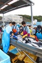 Unloading Tuna fish in Japan on the dock side from a large boat