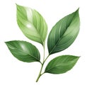 Exquisite Green Tea Leaf & Branch PNG Collection, green leaves isolated on a white background