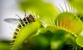 Unlucky common house fly being eaten by a venus fly trap