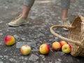 Unlucky woman with spilled apples Royalty Free Stock Photo