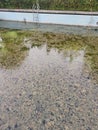 unmaintained outdoor swimming pool with algae floating on the water surface. Royalty Free Stock Photo