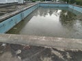 unmaintained outdoor swimming pool with algae floating on the water surface. Royalty Free Stock Photo