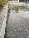 unmaintained outdoor swimming pool with algae floating on the water surface. Royalty Free Stock Photo