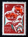 Unused postage stamp Soviet Union, CCCP, 1965, Poppies flowers