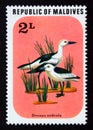 Unused post stamp Maldives 1977, Crab plover, Dromas ardeola bird
