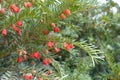 Unmature and mature seed cones of common yew in October Royalty Free Stock Photo