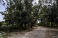 An unmetalled road in the forest covered with heavy trees Royalty Free Stock Photo