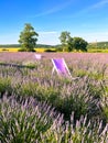 The unmistakable aroma of lavender fills the air.