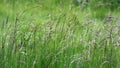 Unmoving grass stalk in the meadow