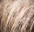 Unmown dry grass in the field