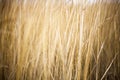 Unmown dry grass in the field Royalty Free Stock Photo