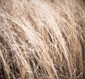 Unmown dry grass in the field