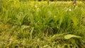 Unmown grass at the border of the mown area.