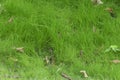 Unmown green lawn. Wild grass with fallen leaves. Natural background. Ecology concept