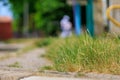 Unmown lawn. Background with selective focus and copy space Royalty Free Stock Photo