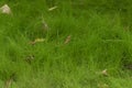 Unmown lawn. Wild grass with fallen leaves. Natural background. Ecology concept