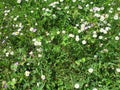 Unmown meadow with daisies, cranesbill, clover, grass and dandelion