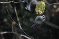 Unnamed birds standing for its food