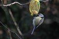 Unnamed birds standing for its food